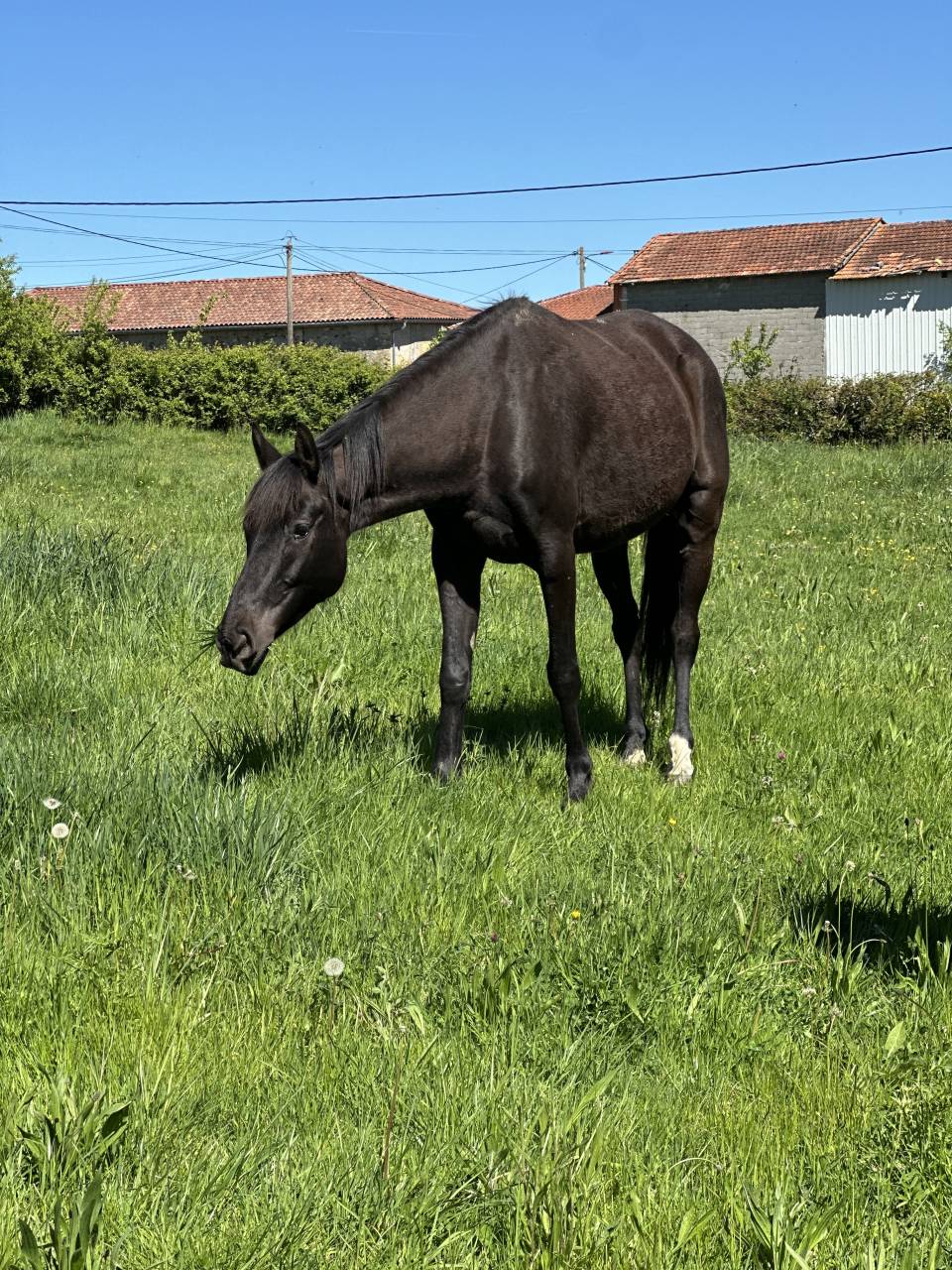 Jump jeune hongre de 6 ans 