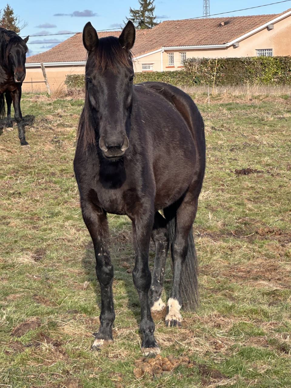Jump jeune hongre de 6 ans 