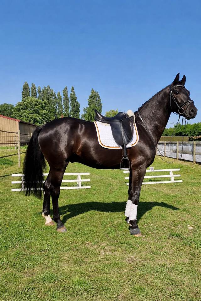 Loxway CB, hongre 5 ans