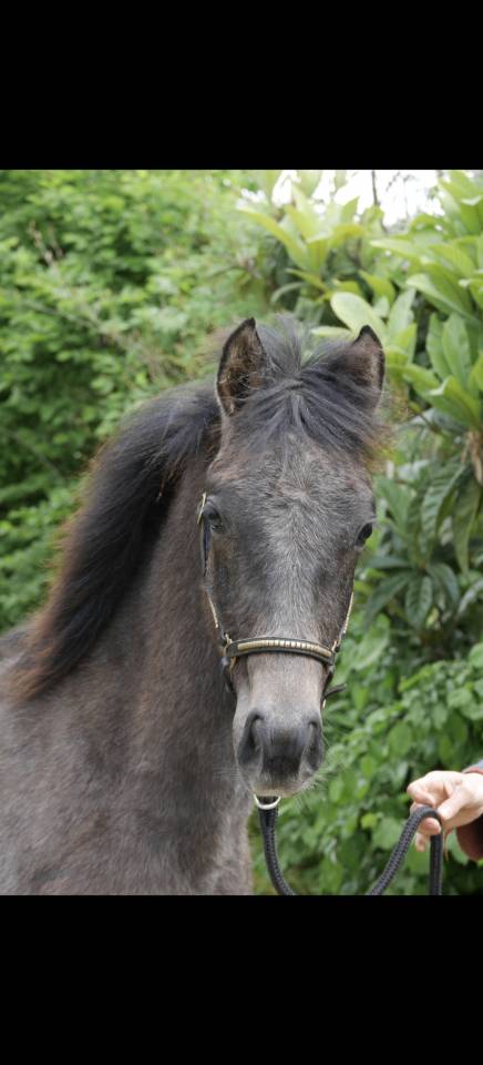 Poulain 9 mois new forest de croisement 