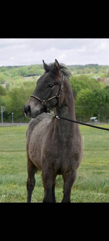 Poulain 9 mois new forest de croisement 