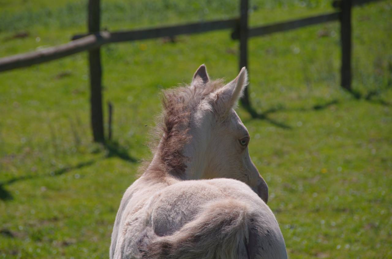 poulain champagne dun