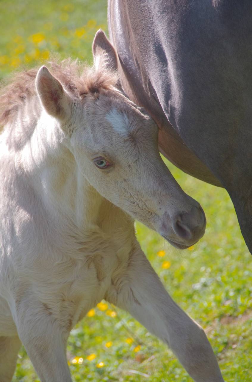 poulain champagne dun