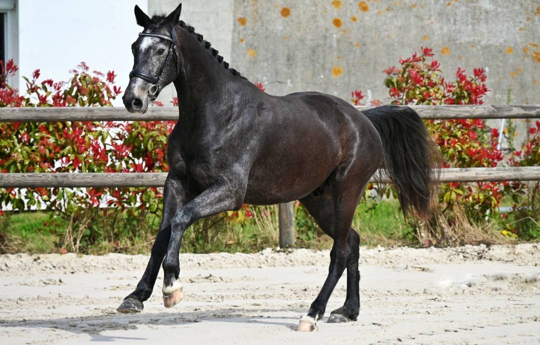 Superbe cheval hongre gris dressage et loisir