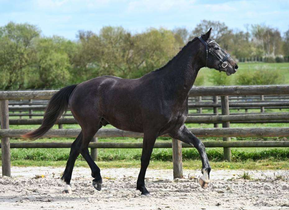 Superbe cheval hongre gris dressage et loisir