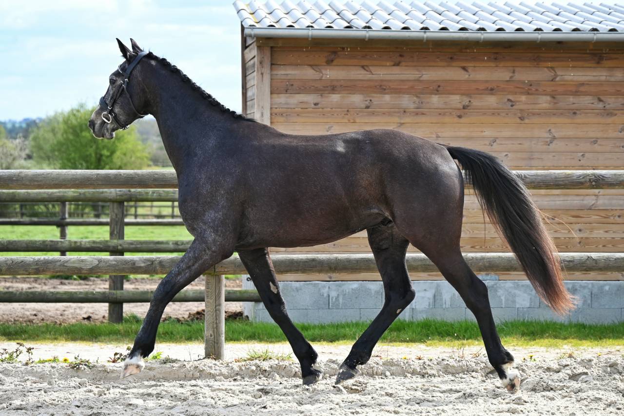 Superbe cheval hongre gris dressage et loisir