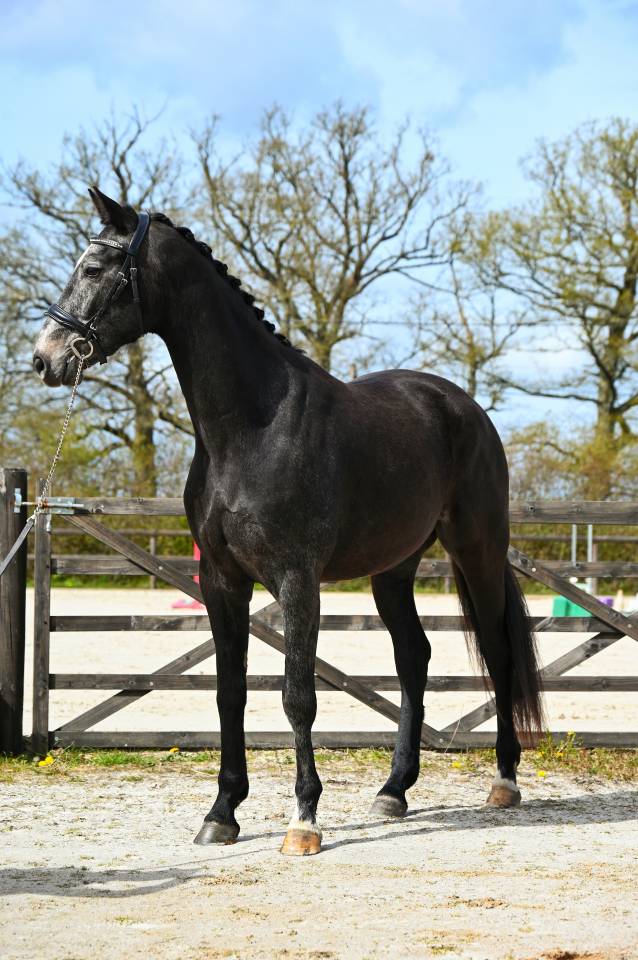 Superbe cheval hongre gris dressage et loisir