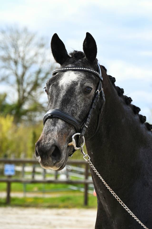 Superbe cheval hongre gris dressage et loisir