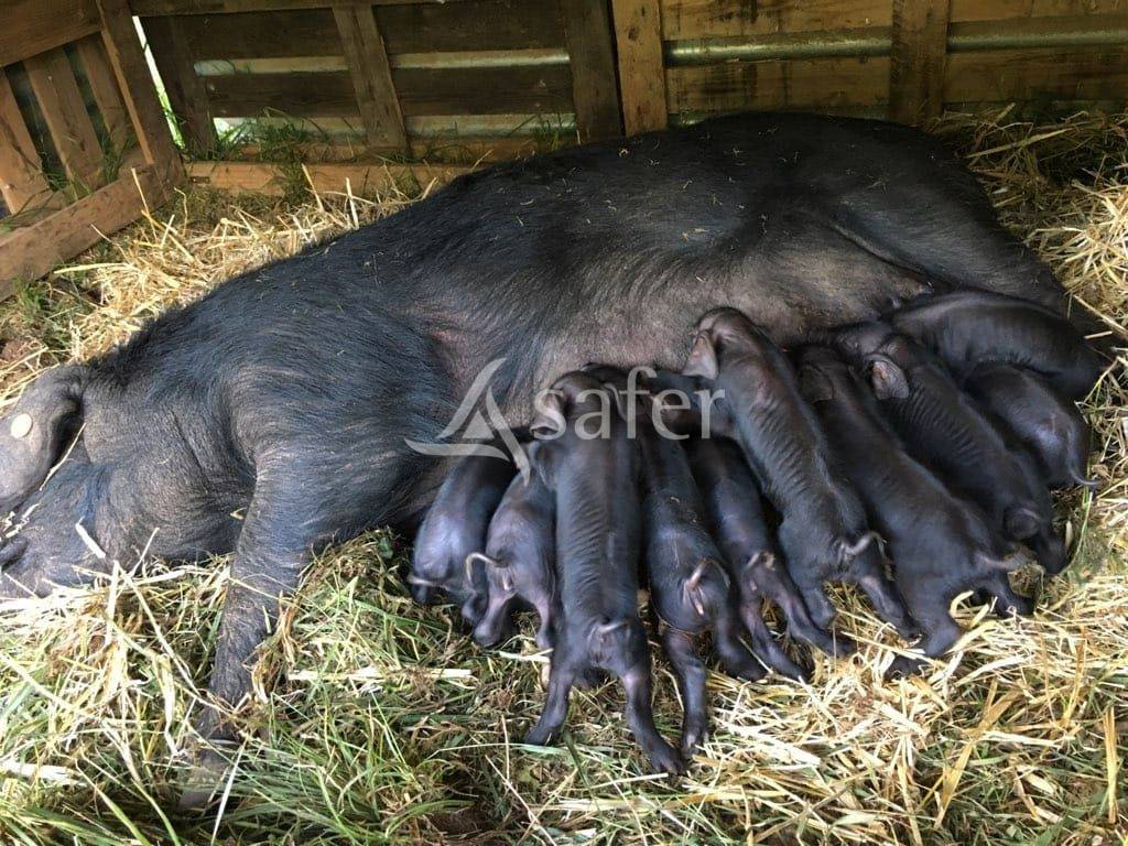 Vente foncier avec b&acirc;ti ou Cession de parts sociales d'exploita