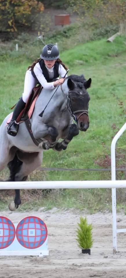 Hongre Connemara 6 ans