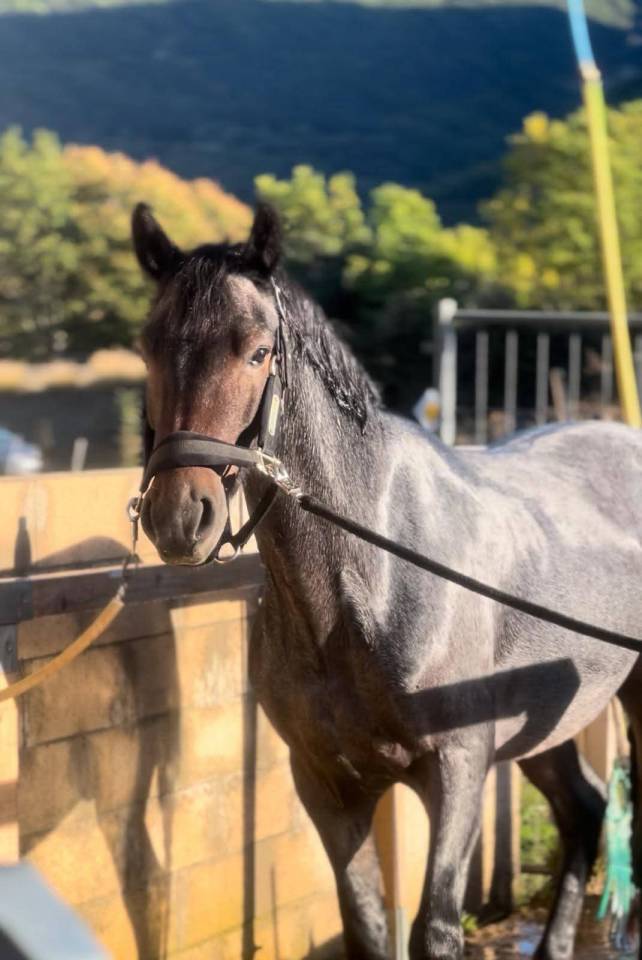 Hongre Connemara 6 ans