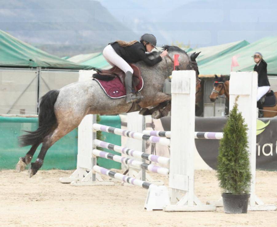 Hongre Connemara 6 ans