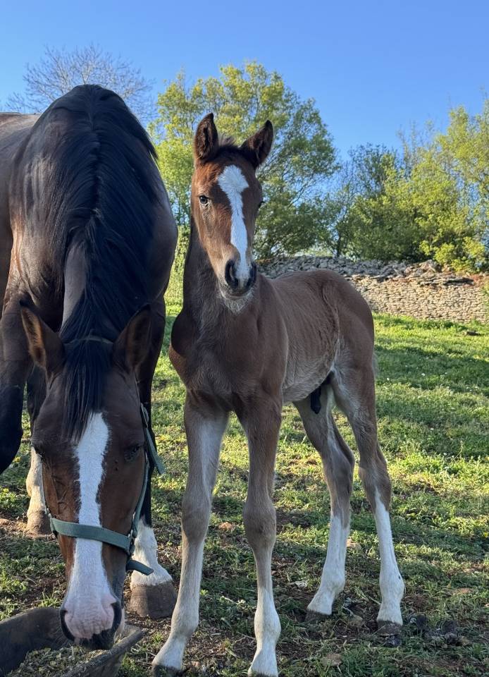 Poulain sf par consul dl vie 