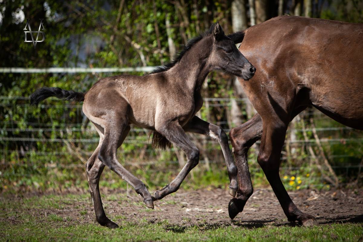 Pouliche PR Espagnole noire &agrave; vendre en Normandie