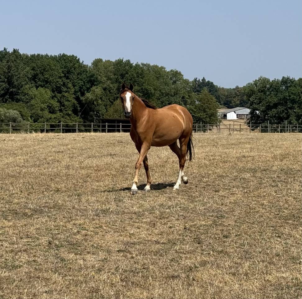 Ponette taille C Welsh part bred