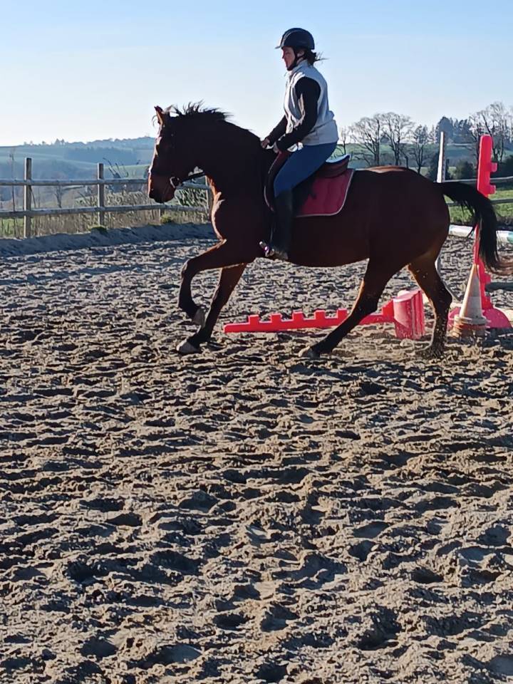 Jument bon potentiel sportif 