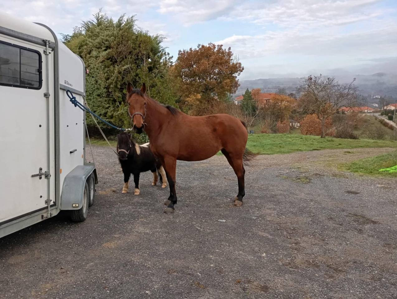 Jument bon potentiel sportif 