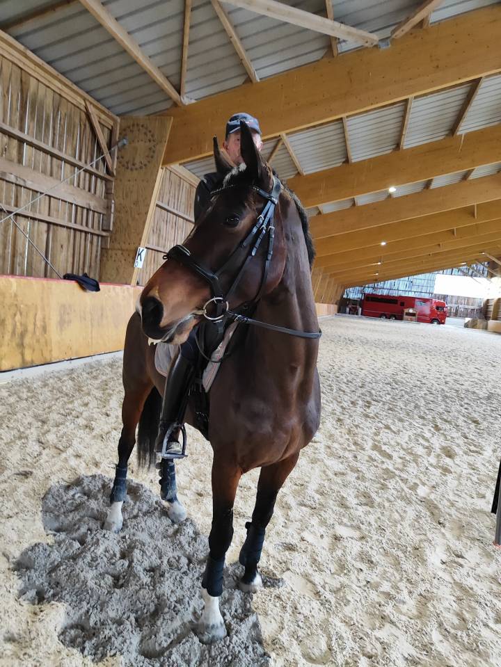 &Eacute;curie de propri&eacute;taires - Haras de la Gerillais - 35360 Boisgervilly