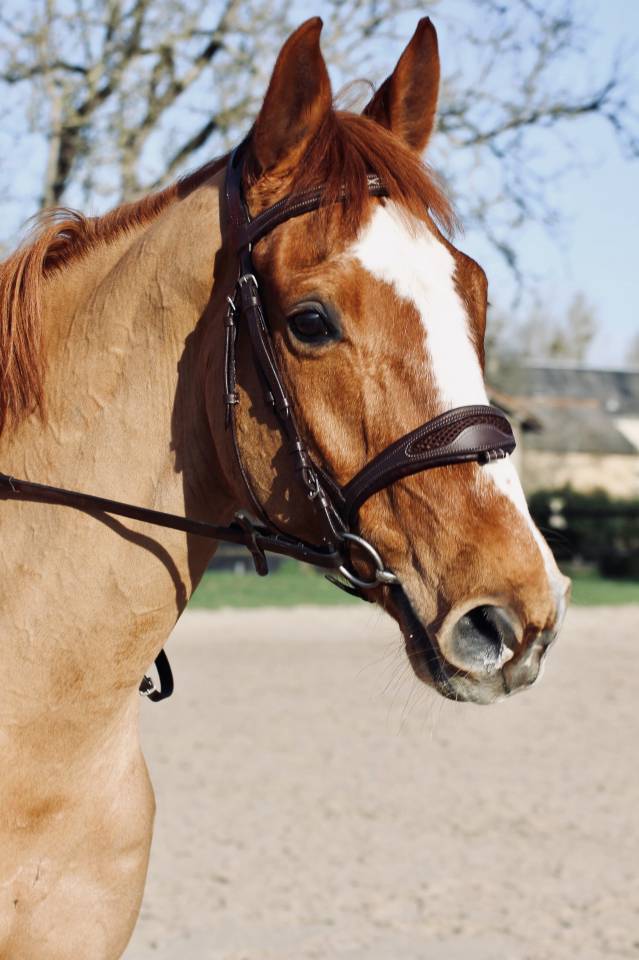 Selle fran&ccedil;ais 