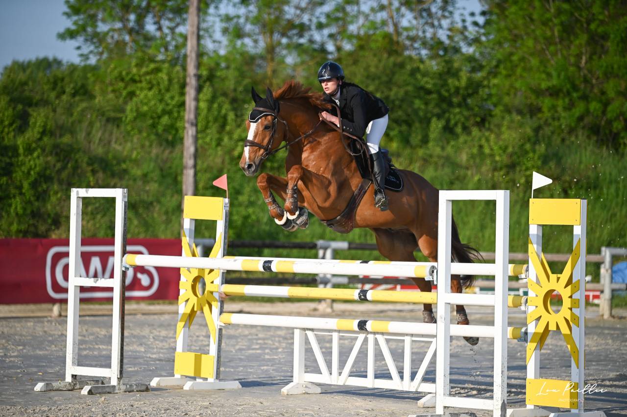 Selle fran&ccedil;ais 