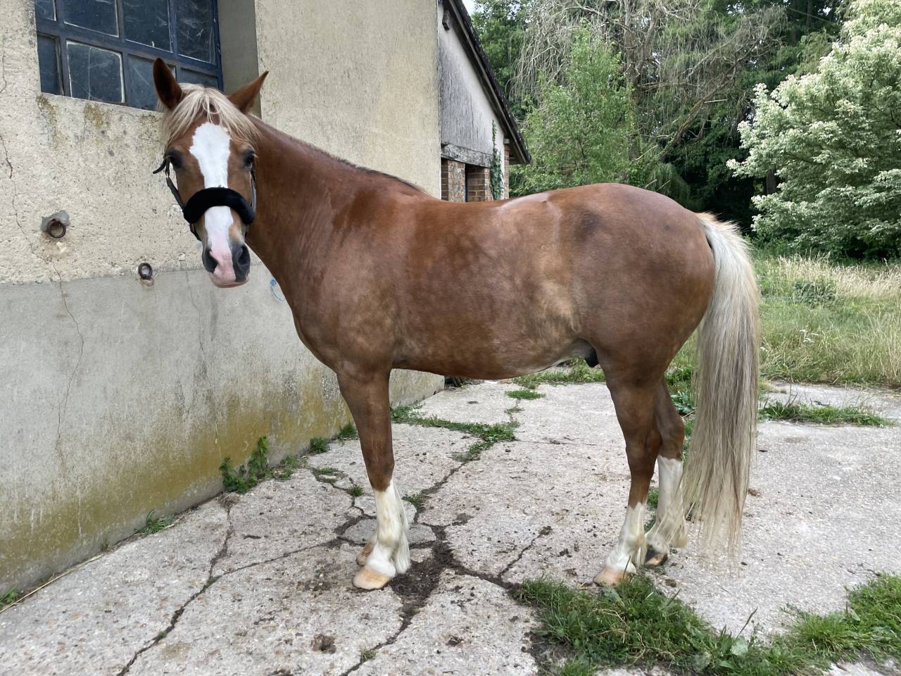 Magnifique Demi-Sang Arabe OC 12 ans Palomino