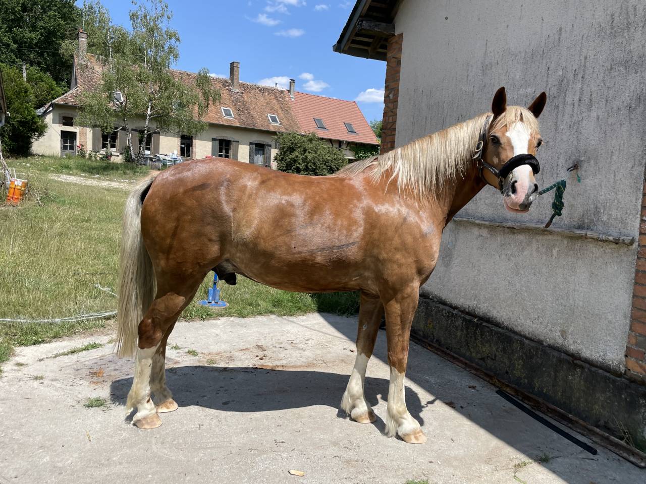 Magnifique Demi-Sang Arabe OC 12 ans Palomino