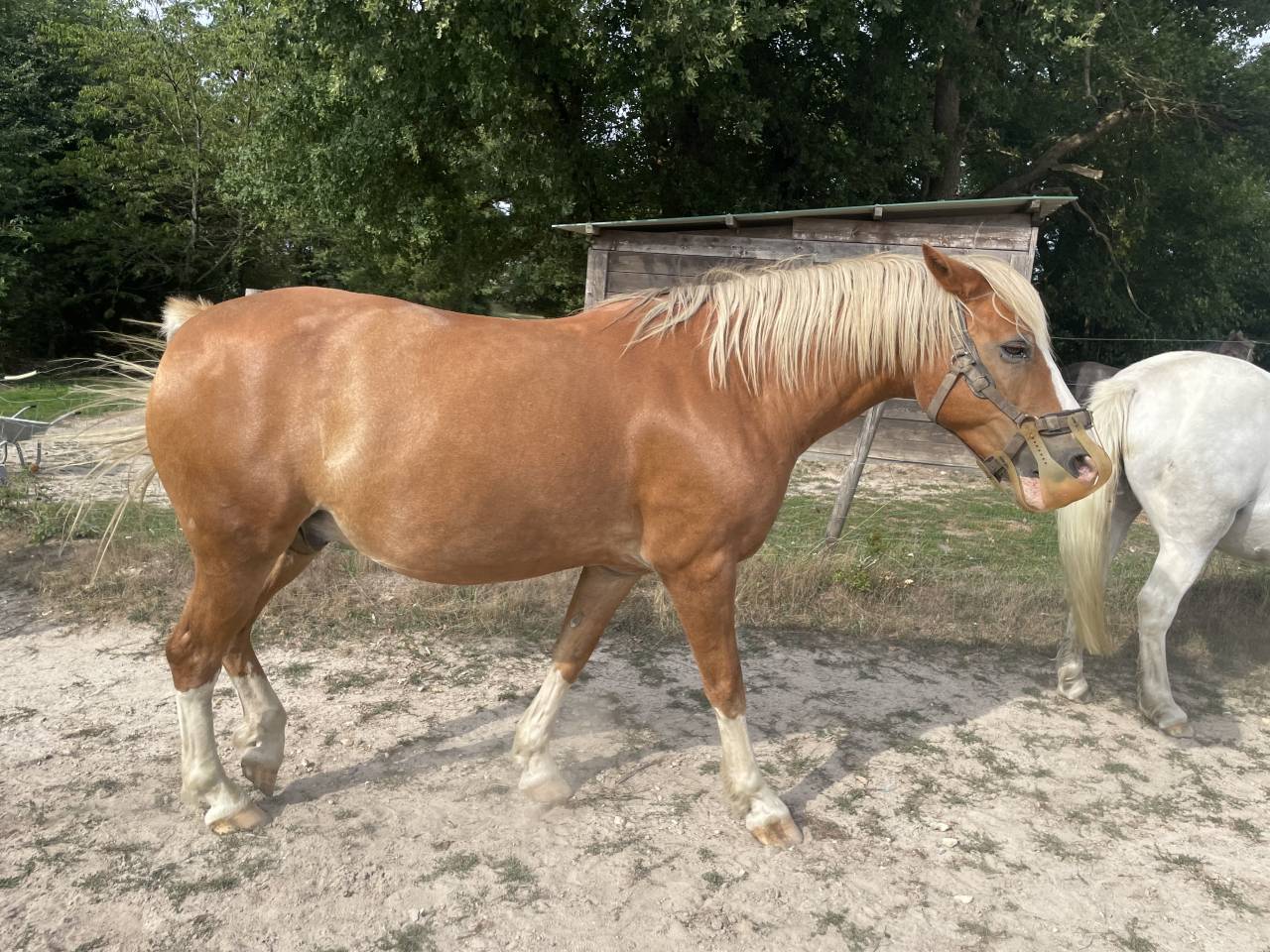 Magnifique Demi-Sang Arabe OC 12 ans Palomino