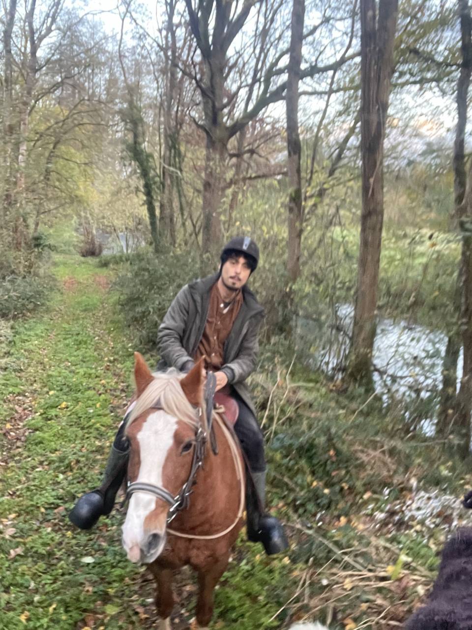 Magnifique Demi-Sang Arabe OC 12 ans Palomino
