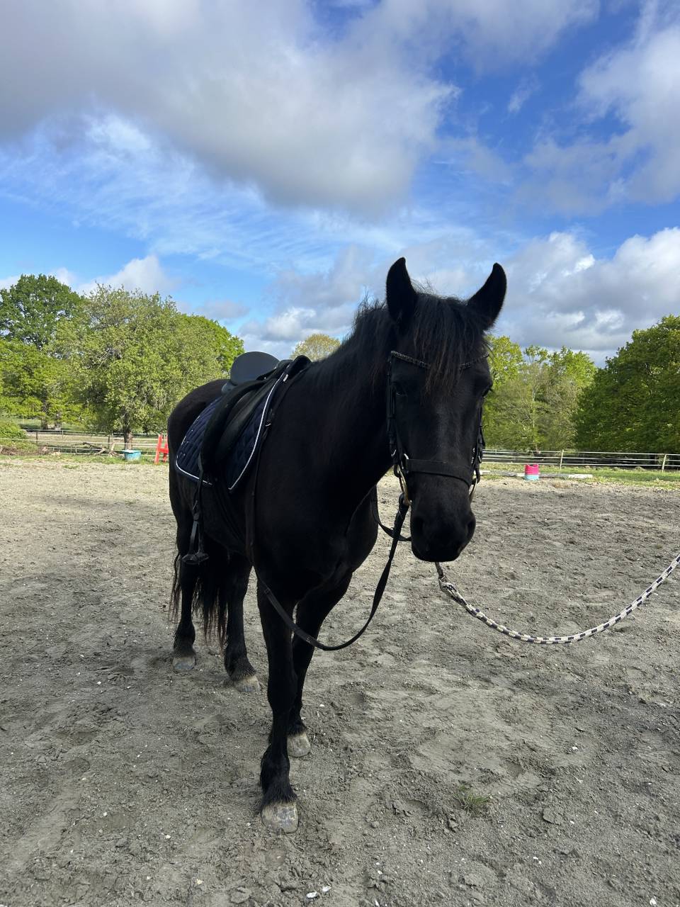 Recherche DP pour ma jument 