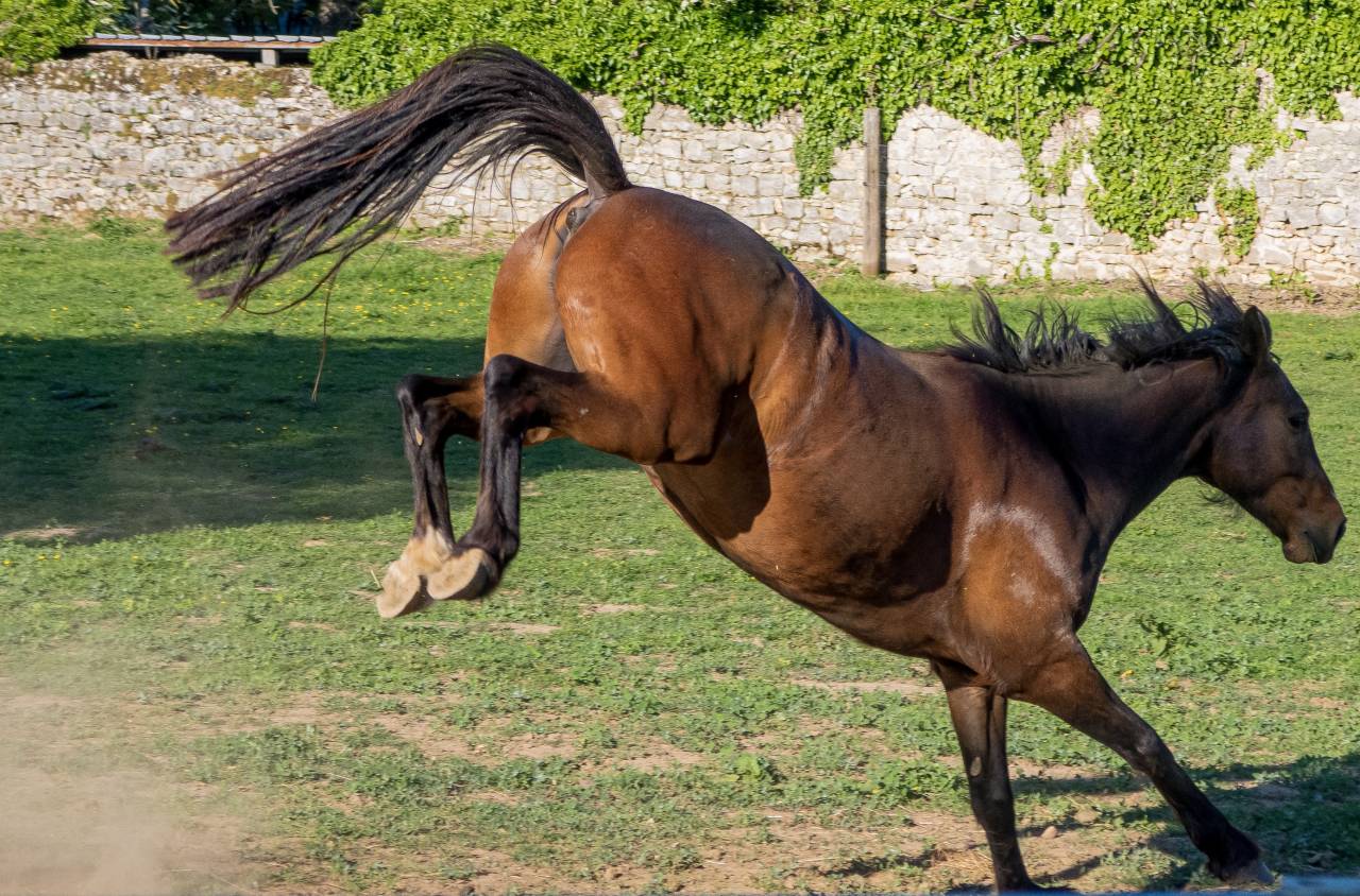 Recherche palefrenier/soigneur