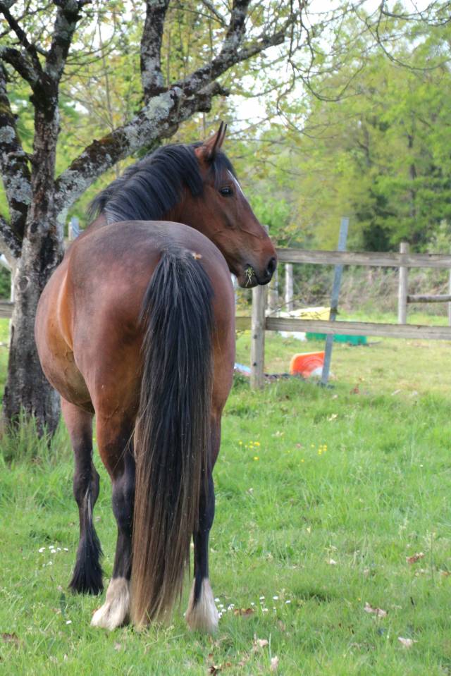 Jument sport / amateur