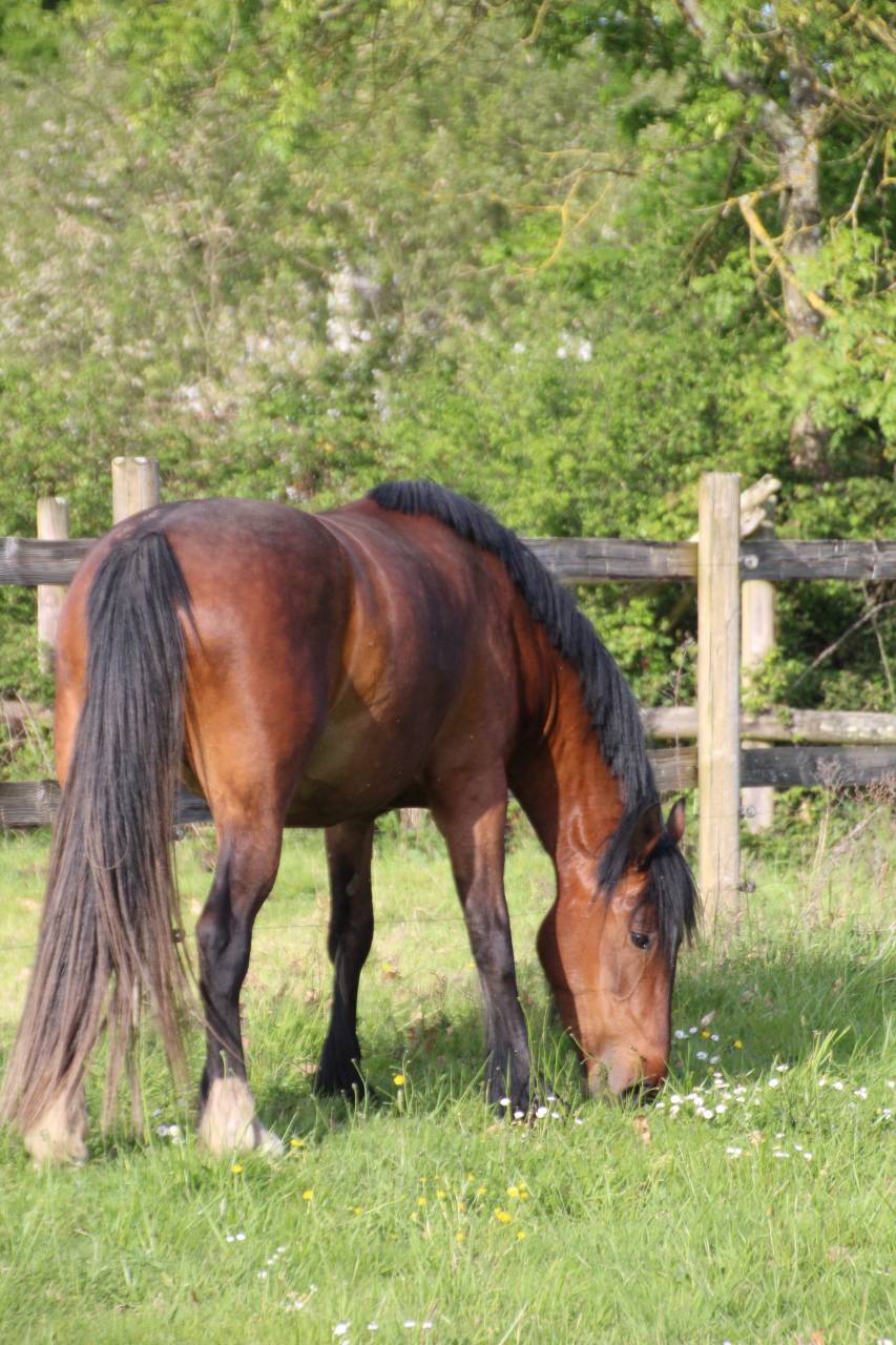 Jument sport / amateur