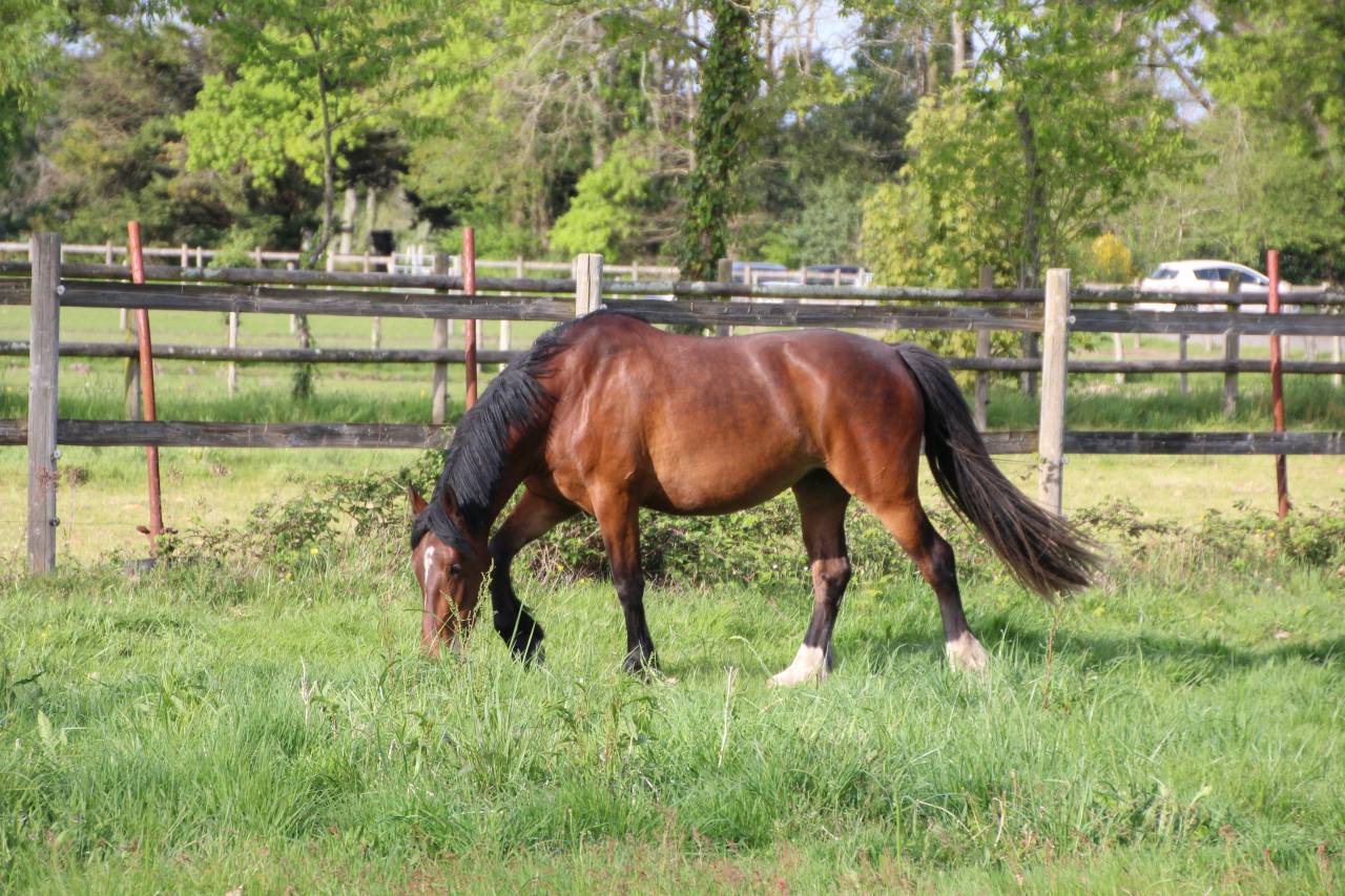 Jument sport / amateur