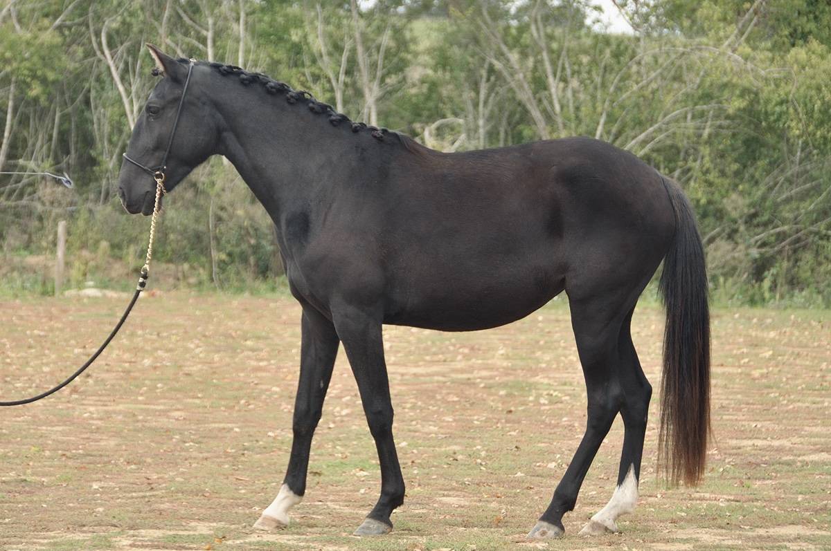 Jument PSL noire