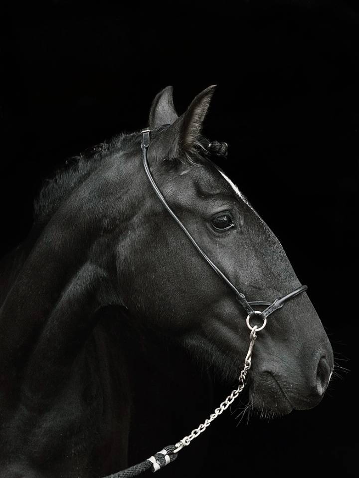 Jument PSL noire