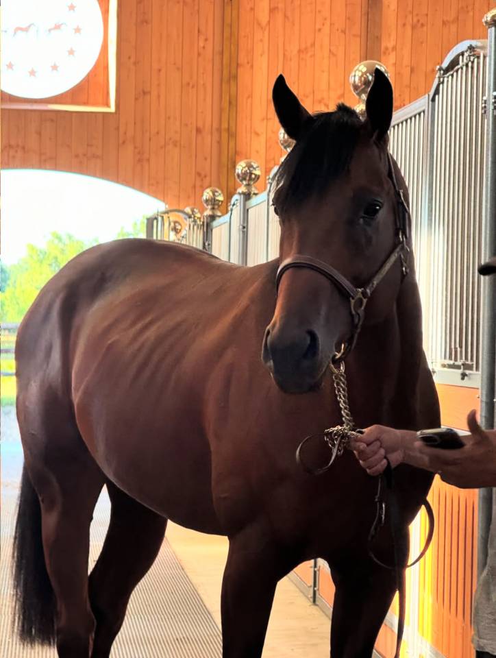 Magnifique m&acirc;le pur-sang 5 ans