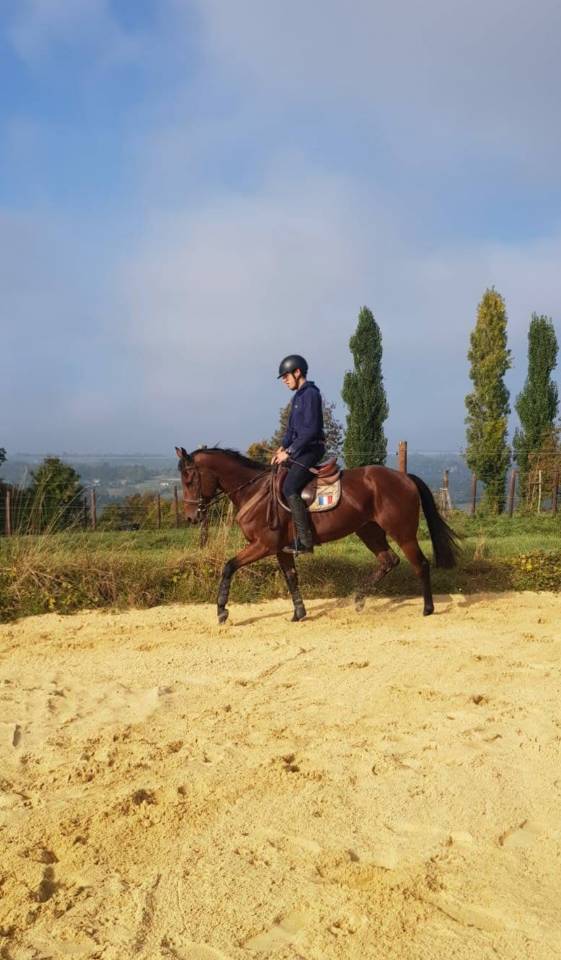 Magnifique m&acirc;le pur-sang 5 ans