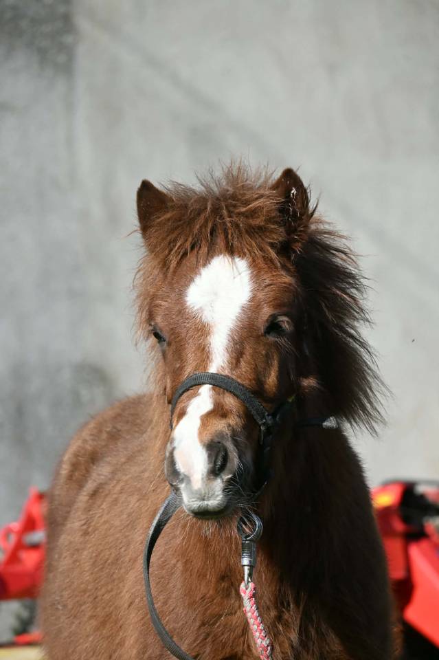 Poney type shetland OC