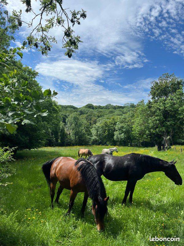 PENSION AU PRE POUR CHEVAUX
