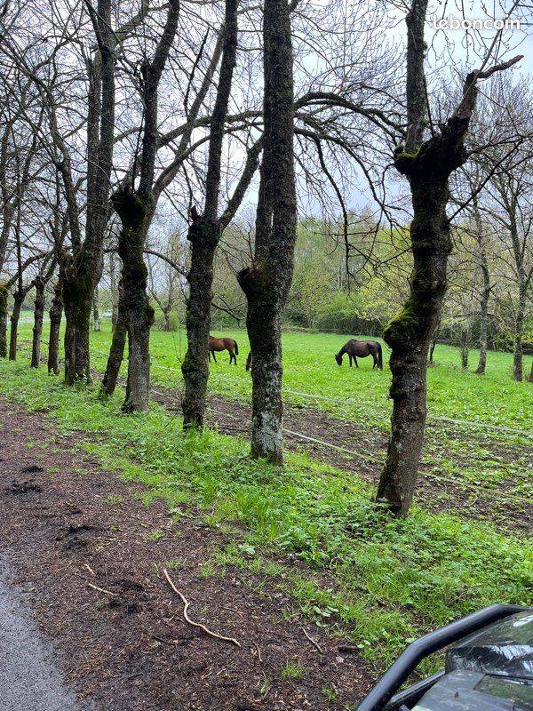 PENSION AU PRE POUR CHEVAUX