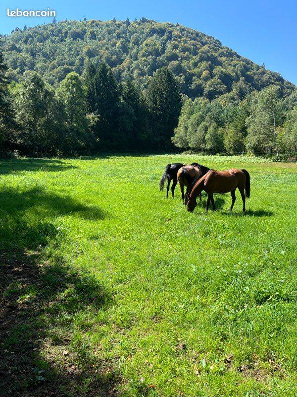 PENSION AU PRE POUR CHEVAUX