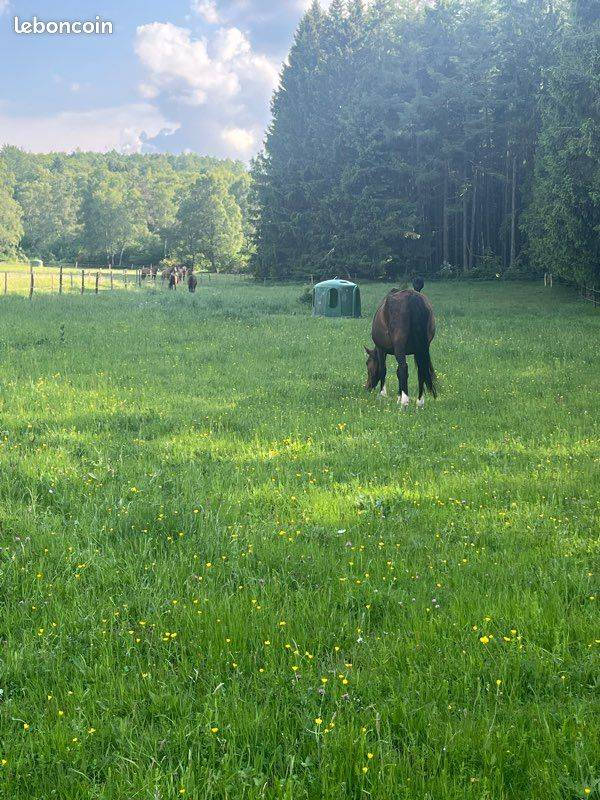 PENSION AU PRE POUR CHEVAUX