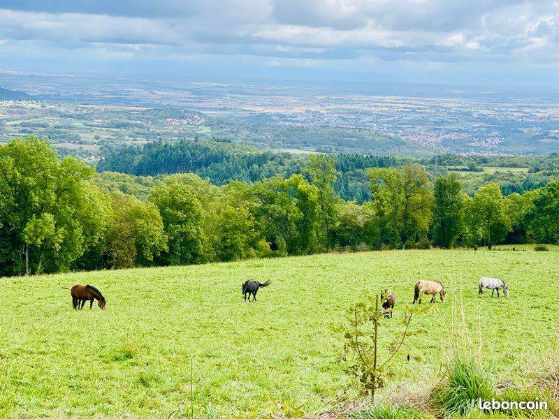 PENSION AU PRE POUR CHEVAUX