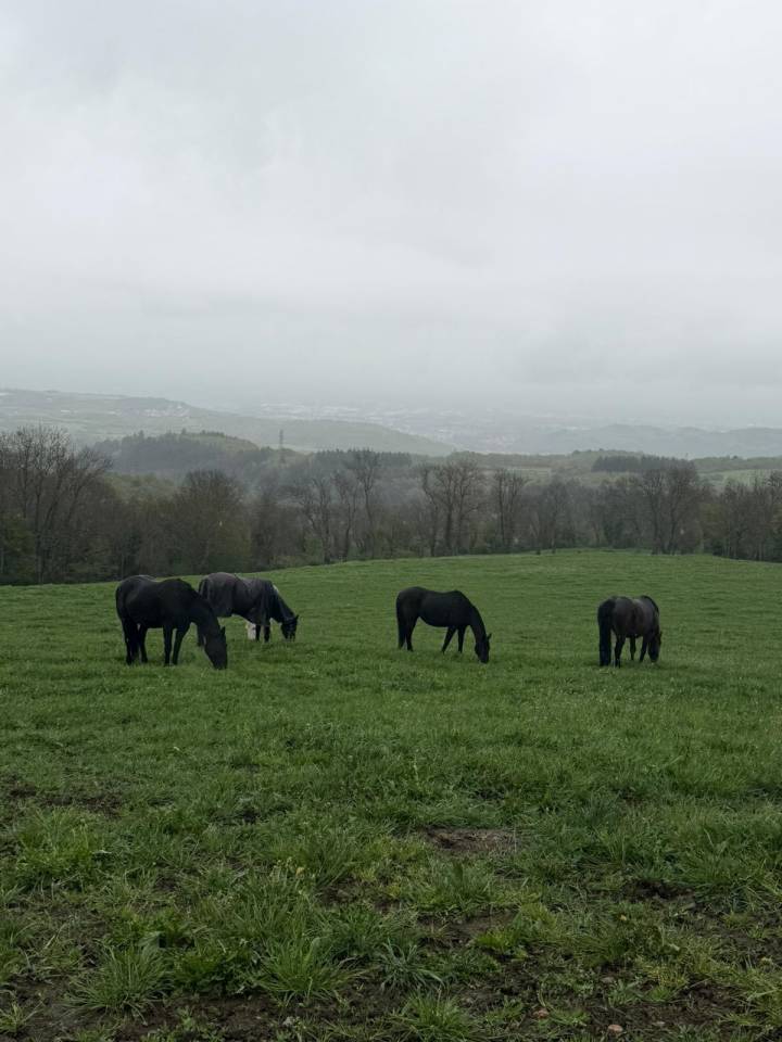 PENSION AU PRE POUR CHEVAUX