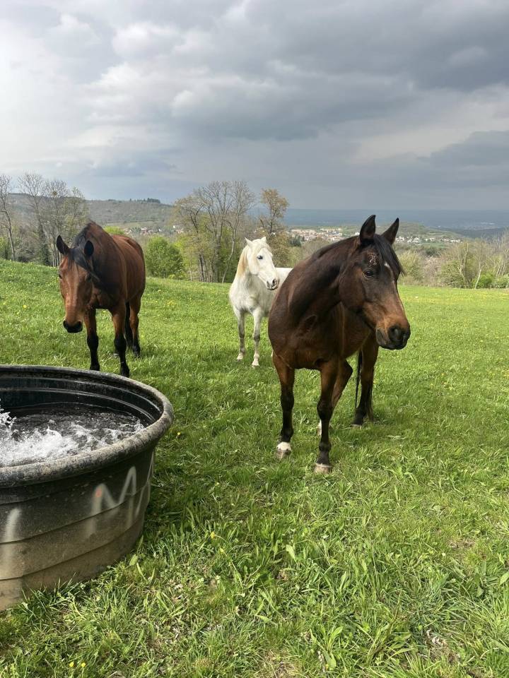 PENSION AU PRE POUR CHEVAUX