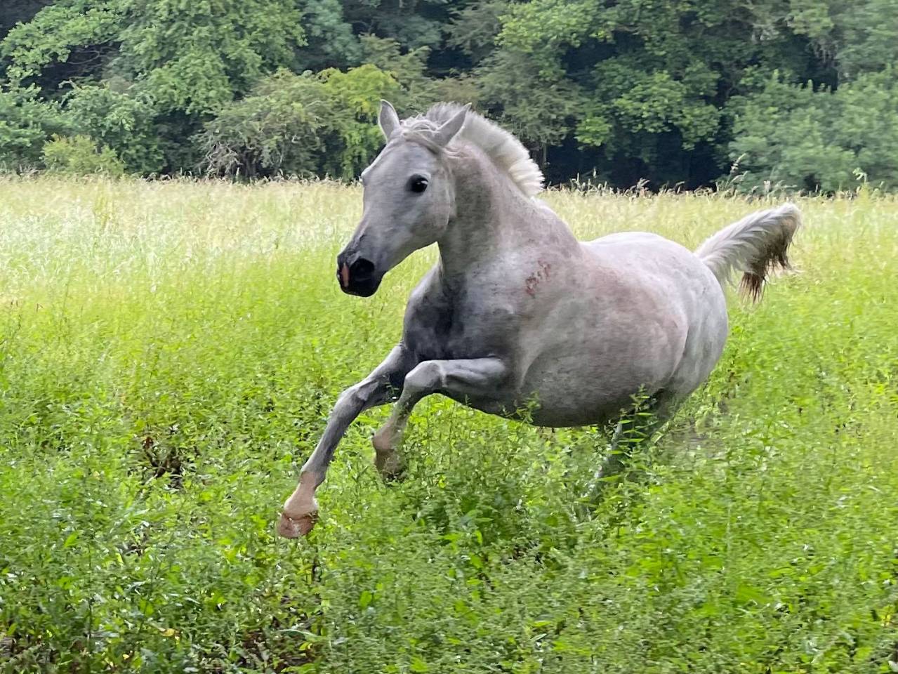 Cheval Hongre Pur SAng Arabe