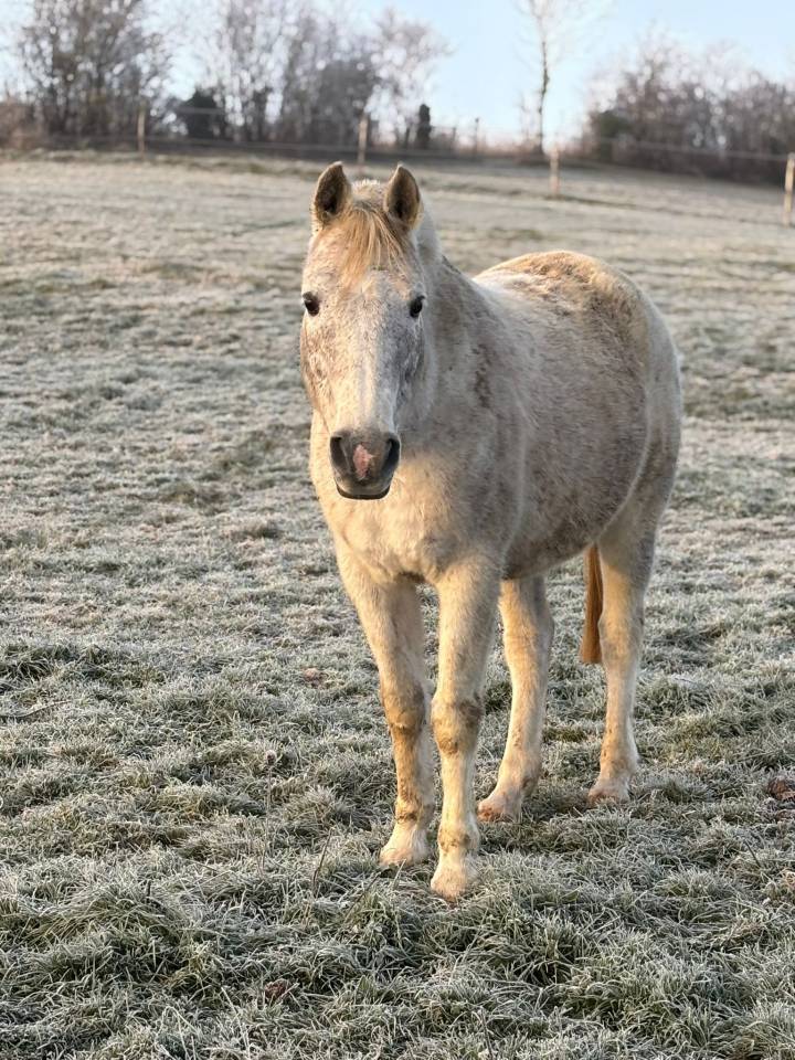 Cheval Hongre Pur SAng Arabe