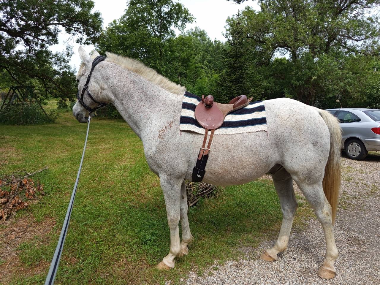 Cheval Hongre Pur SAng Arabe