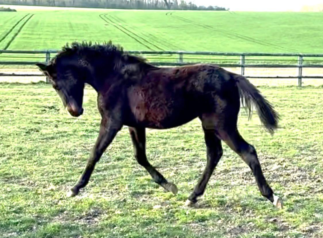 Poulains et poulini&egrave;res &agrave; vendre
