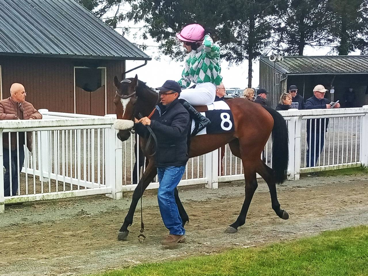 Jolie petite jument AQPS de 5 ans pour loisir, &eacute;levage